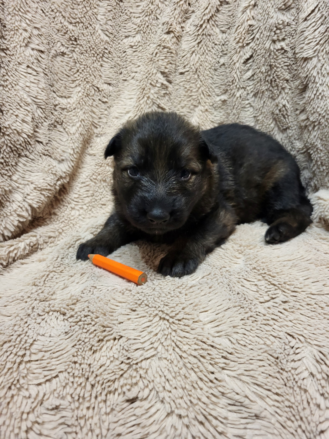 Les Loups Welches - Chiots disponibles - Berger Allemand Poil Long