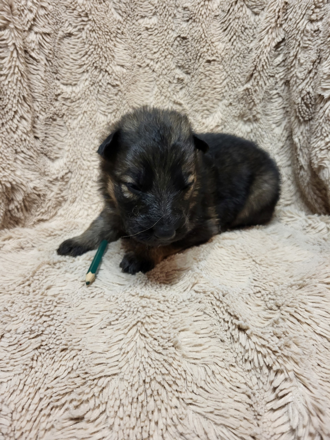 Les Loups Welches - Chiots disponibles - Berger Allemand Poil Long