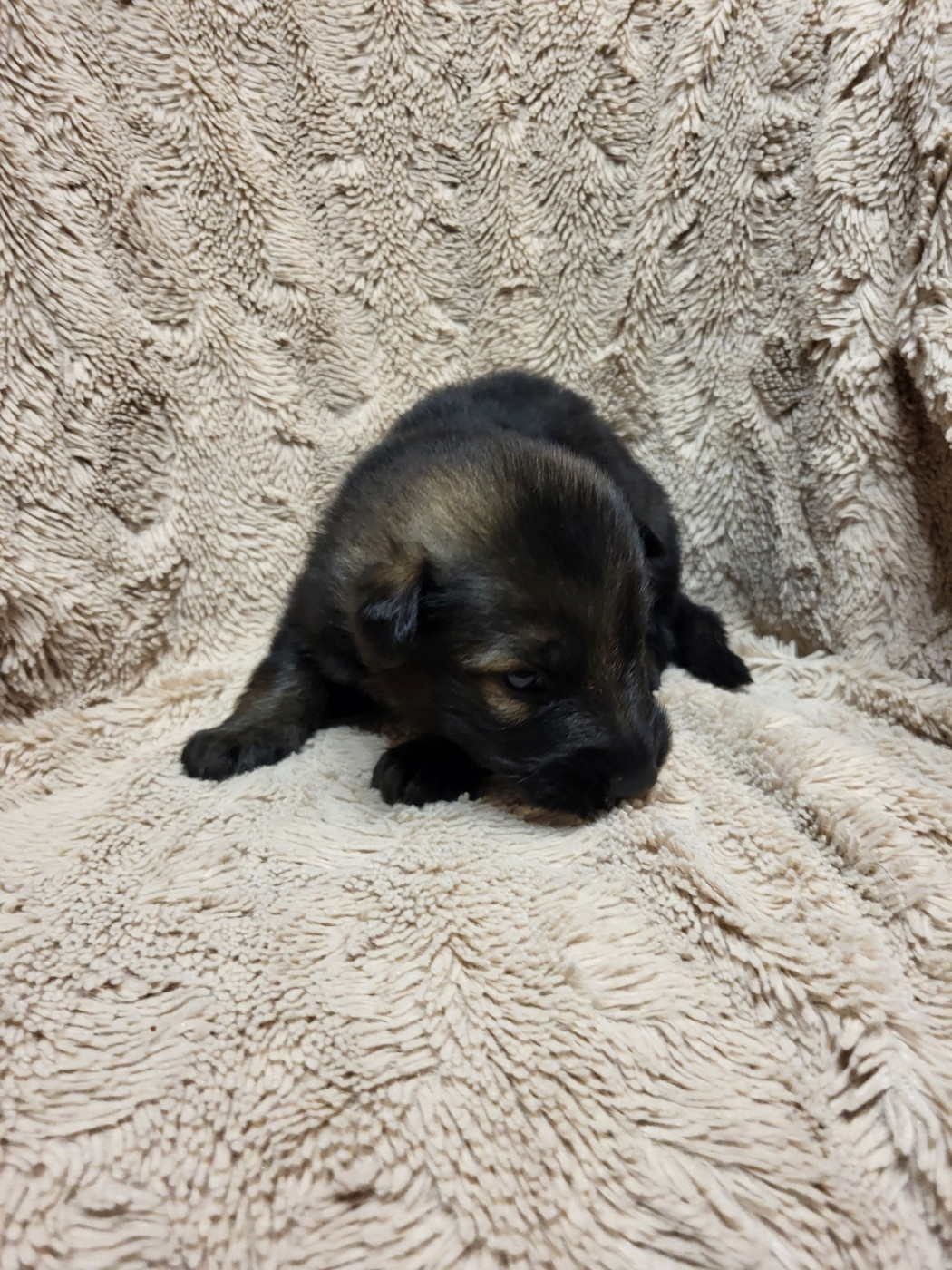 Les Loups Welches - Chiots disponibles - Berger Allemand Poil Long