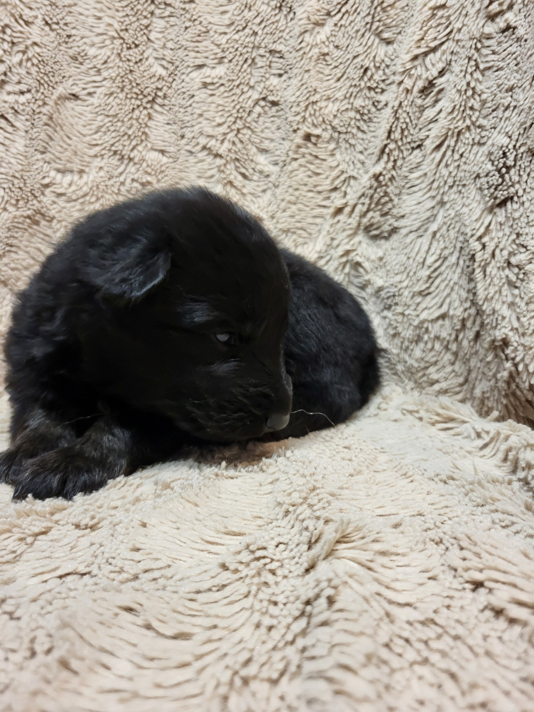 Les Loups Welches - Chiots disponibles - Berger Allemand Poil Long