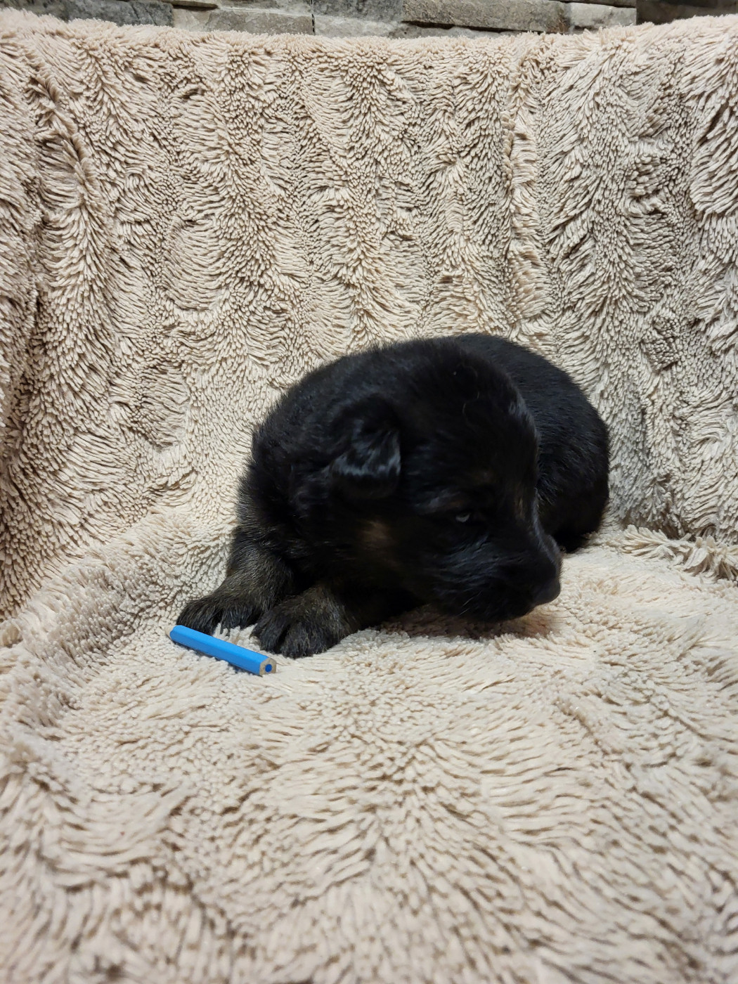 Les Loups Welches - Chiots disponibles - Berger Allemand Poil Long