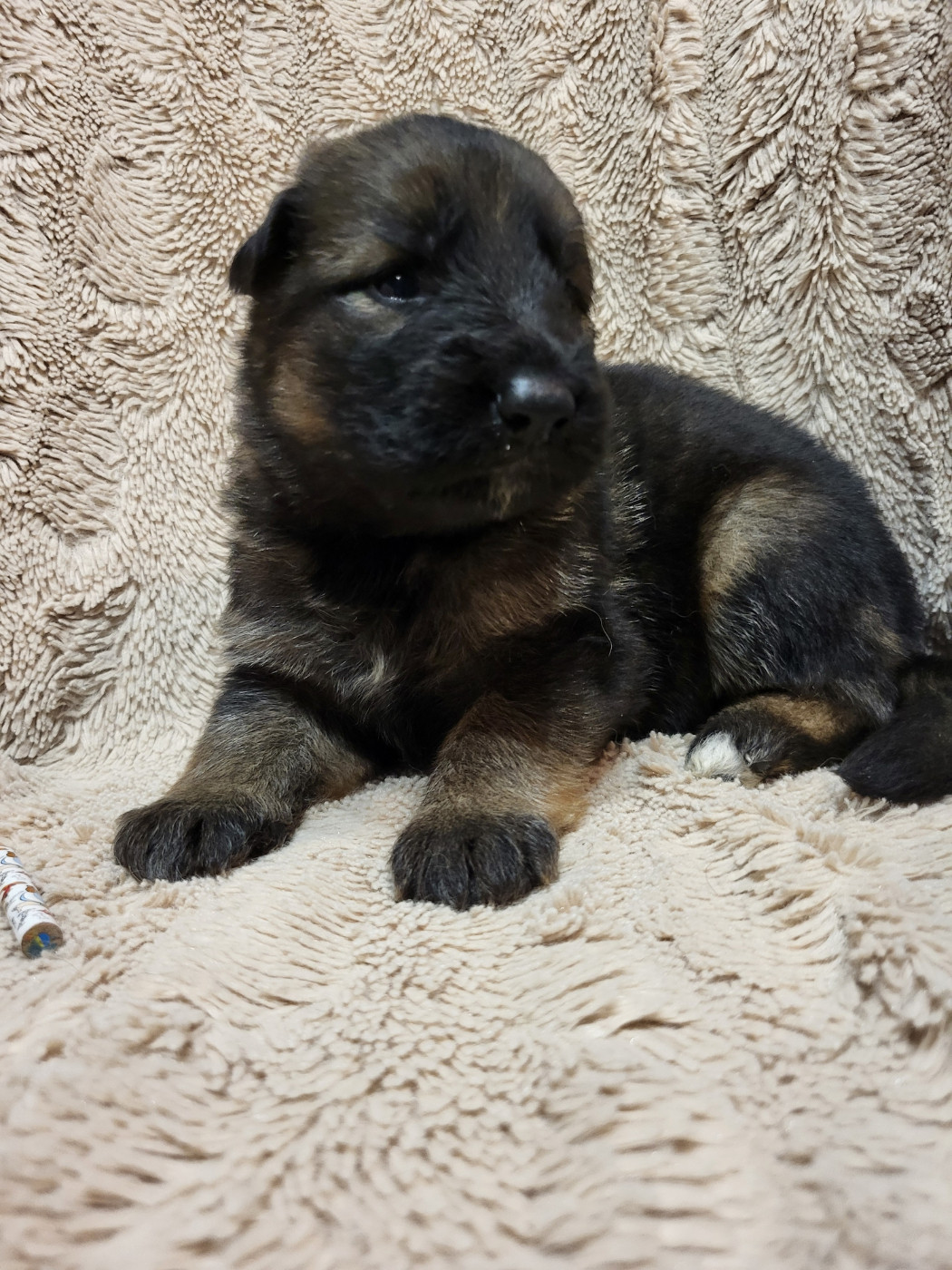 Les Loups Welches - Chiots disponibles - Berger Allemand Poil Long