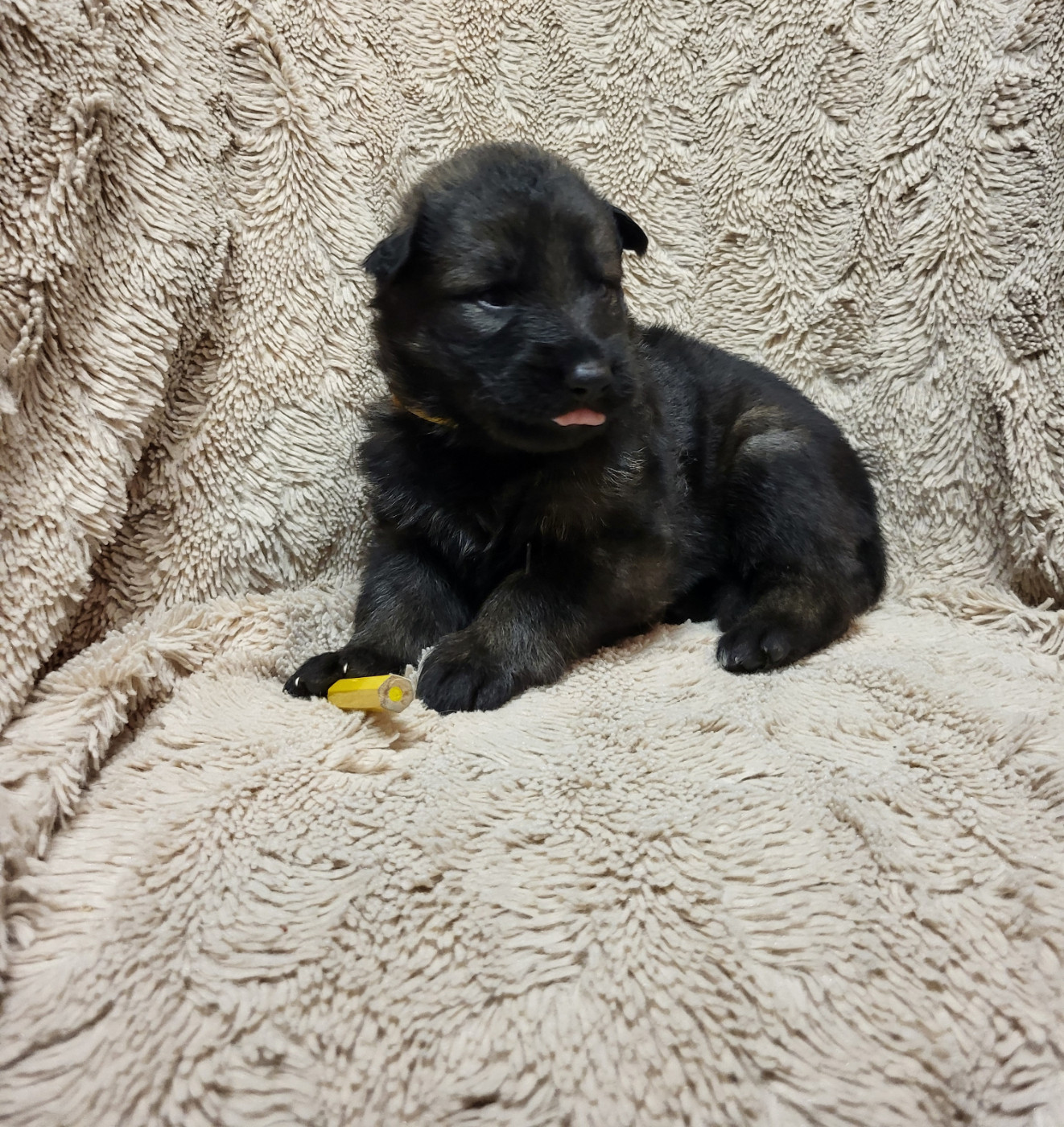 Les Loups Welches - Chiots disponibles - Berger Allemand Poil Long