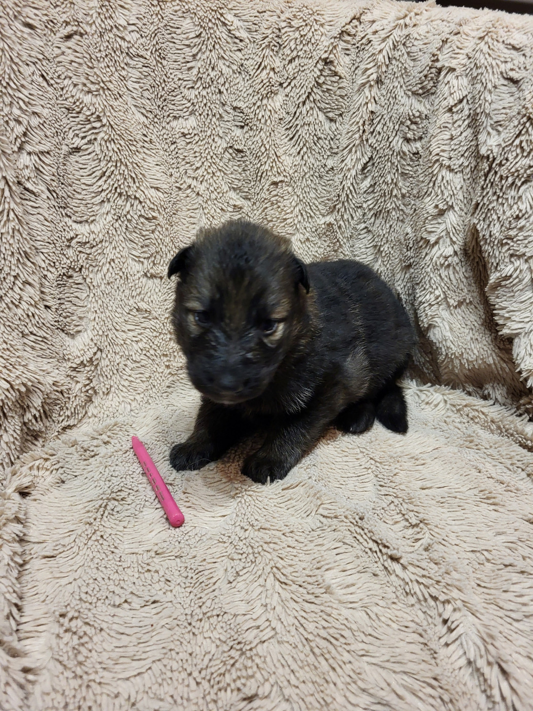Les Loups Welches - Chiots disponibles - Berger Allemand Poil Long