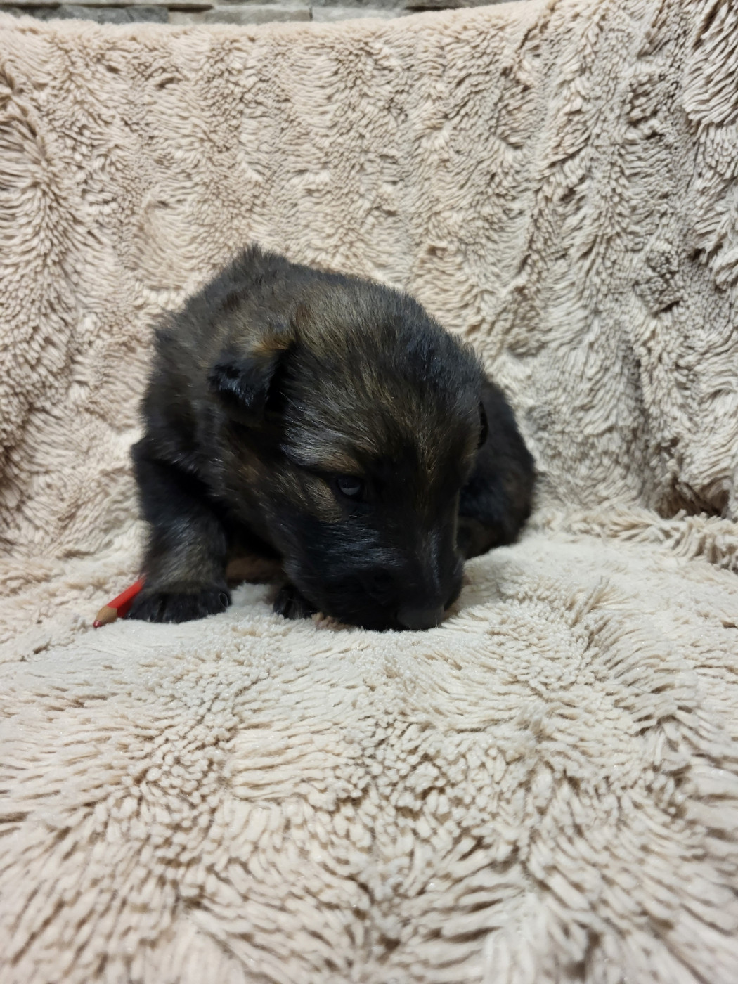 Les Loups Welches - Chiots disponibles - Berger Allemand Poil Long