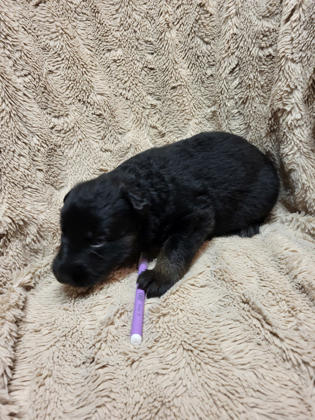 Les Loups Welches - Chiots disponibles - Berger Allemand Poil Long